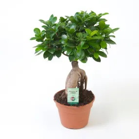 Ficus Ginseng : pot de D.17cm - H.40cm
