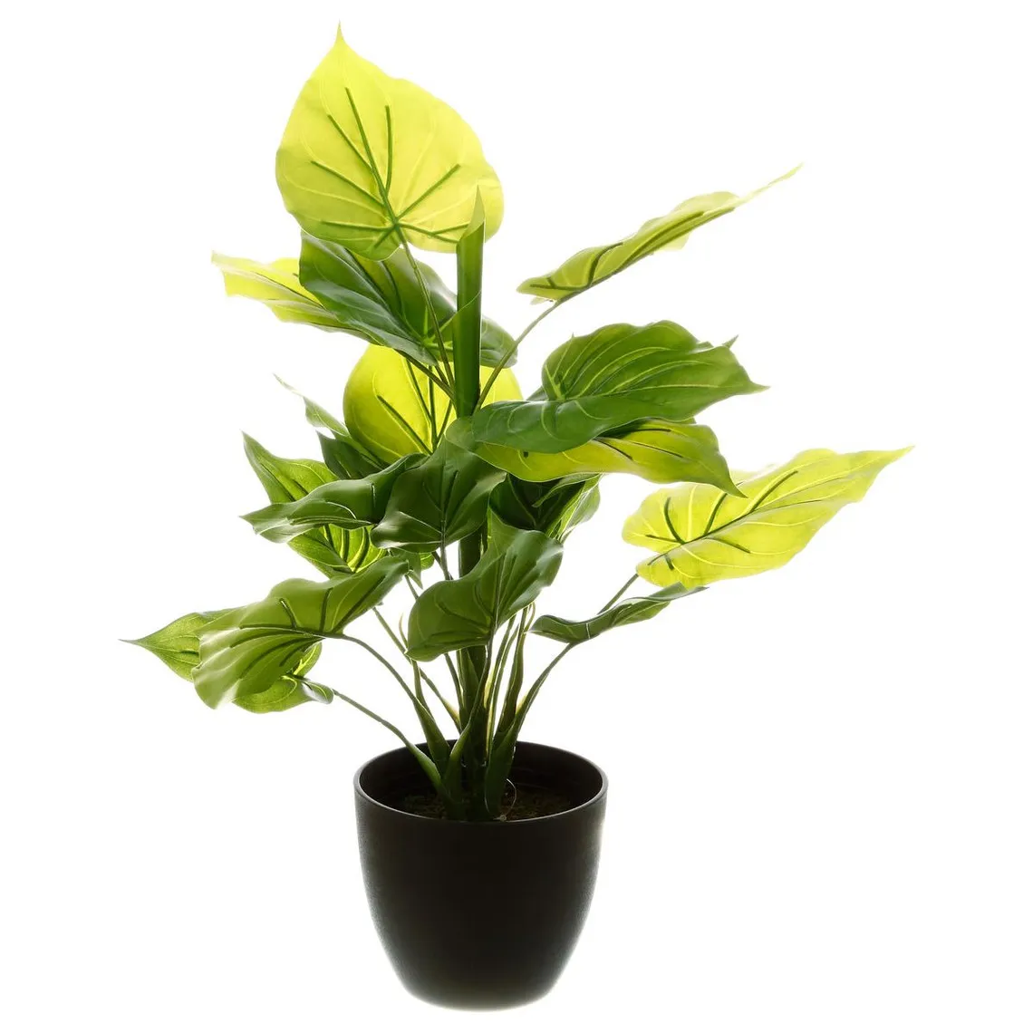 Plante verte H45voir | 3 Suisses